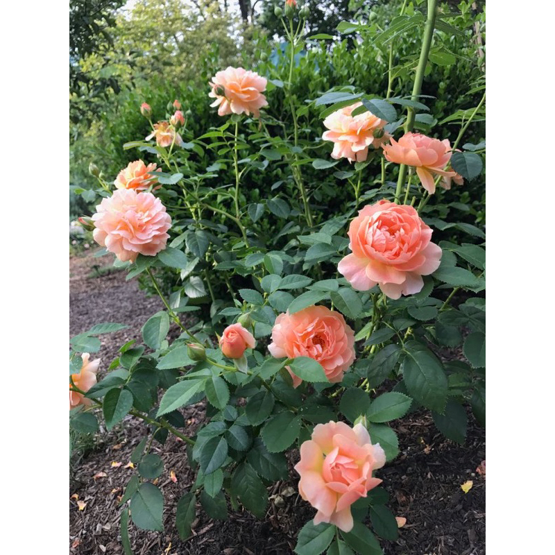 กุหลาบthe at last roseสีส้มพวงหอมเลี้ยงง่าย Shopee Thailand