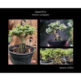 เพรมน่าด่าง 🌱ทรงซูโม่ Premna variegated บอนไซ bonsai mini bonsai