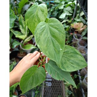 Philodendron hederacum variegated/พลูบราซิลด่างมินต์