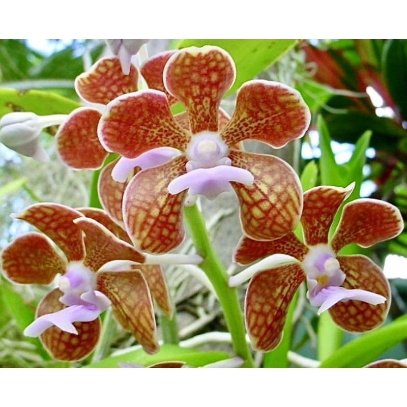 กล้วยไม้เอื้องสามปอยชมพู-vanda-bensonii-batem