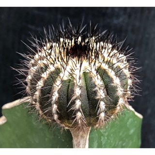 [พร้อมส่ง]🌵 แคคตัส แผงคอม้า ขนดำ Uebelmannia pectinifera cactus ไม้กราฟ จำนวน 1 ต้น