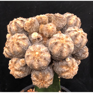 [พร้อมส่ง]🌵 แคคตัส แอสโตรขน ทาลันทูล่า astrophytum ‘tarantula’ cactus ไม้กราฟ จำนวน 1 ต้น