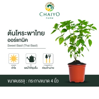 ต้นโหระพาไทย ออร์แกนิค Organic Thai Basil กระถาง 4 นิ้ว