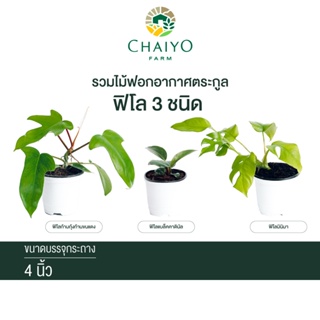 ฟิโลก้ามกุ้งก้านขนแดง ,มินิมา และแบล็คคาดินัล กุมารดำเรียกทรัพย์ (Philodendron Squamiferum,Minima,Black Cardinal) 4 นิ้ว