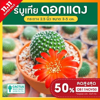 รีบูเทีย ดอกแดง (Rebutia) แคคตัส กระบองเพชร สายดอก