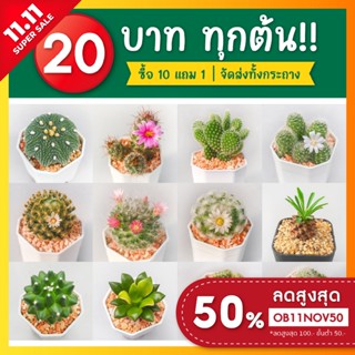 แคคตัสราคาถูก กระบองเพชร ต้นละ 20 บาท [ส่งทั้งกระถาง] ซื้อ 10 ฟรี 1 ต้น!!!