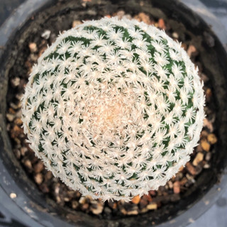 [พร้อมส่ง]🌵 แคคตัส แมม โรมิรี่ mammillaria roemeri cactus ไม้กราฟ จำนวน 1 ต้น