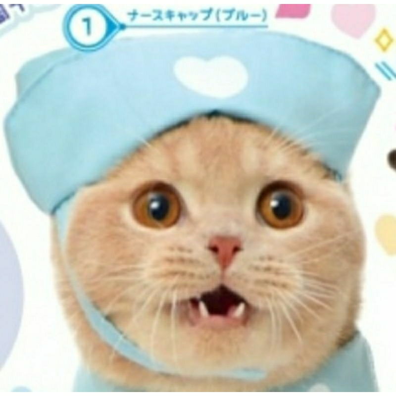 กาชาปอง หมวกแมว gachapon cat hat v.5 Shopee Thailand