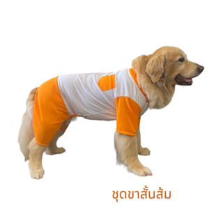 เสื้อสุนัข เสื้อหมา หมาใหญ่ ชุดขาสั้น กันขนร่วง โกลเด้น ลาบราดอร์ ไซบีเ ...