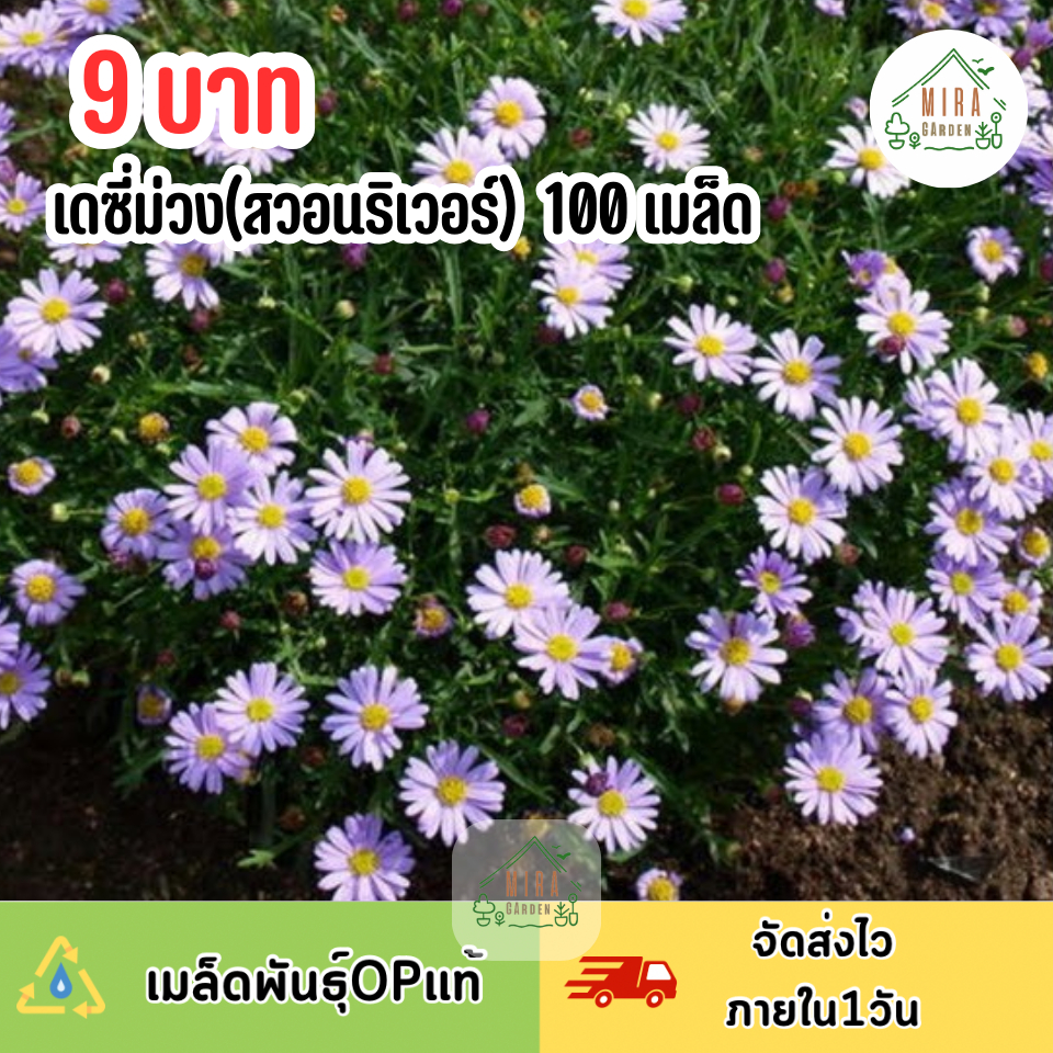 เมล็ดพันธุ์ ดอกเดซี่ม่วง (สวอนริเวอร์) บรรจุ 100 เมล็ด | Shopee Thailand