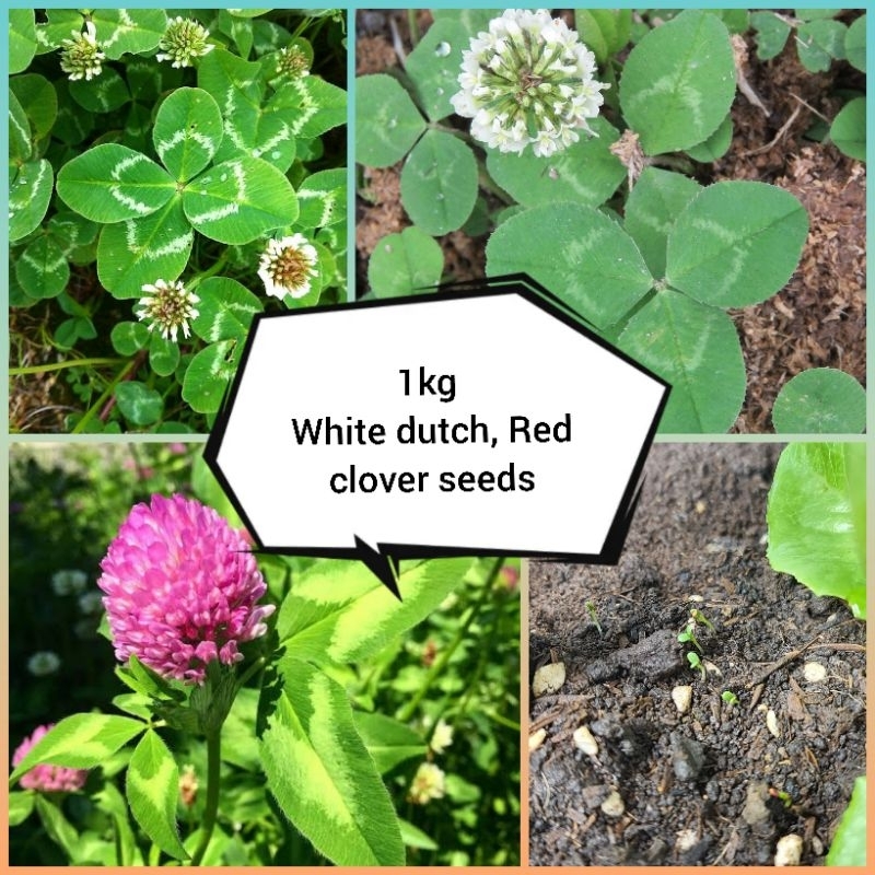 เมล็ดไวท์ดัชโคลเวอร์, โคลเวอร์แดง [1 กิโลกรัม] White Dutch Clover, Red ...
