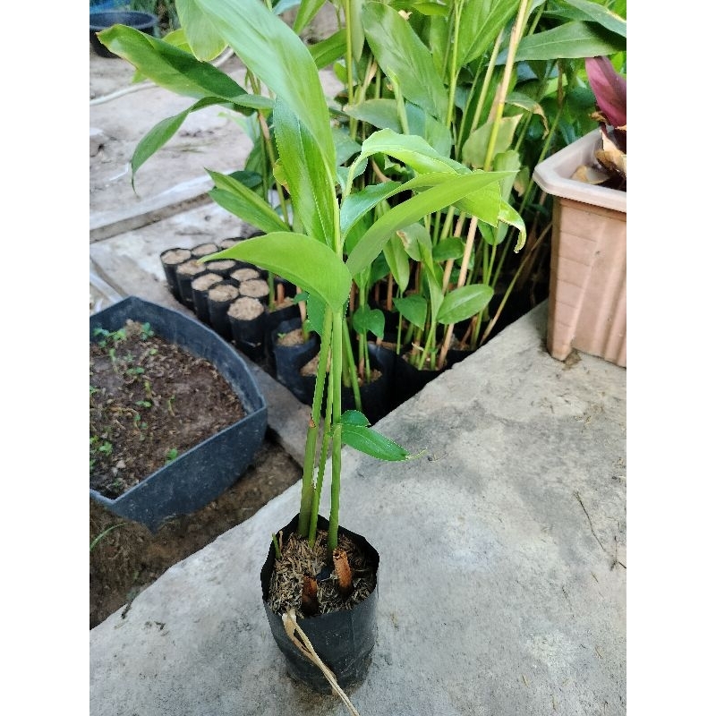 พันธุ์ข่าตาแดง ข่าแดงหัวใหญ่ ต้นสูง ข่าเกษตรตาแดง | Shopee Thailand
