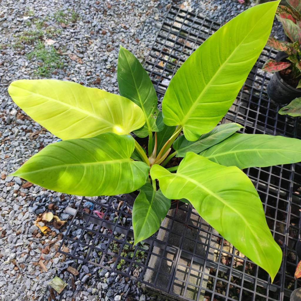 Philodendron melinonii ghost | Shopee Thailand