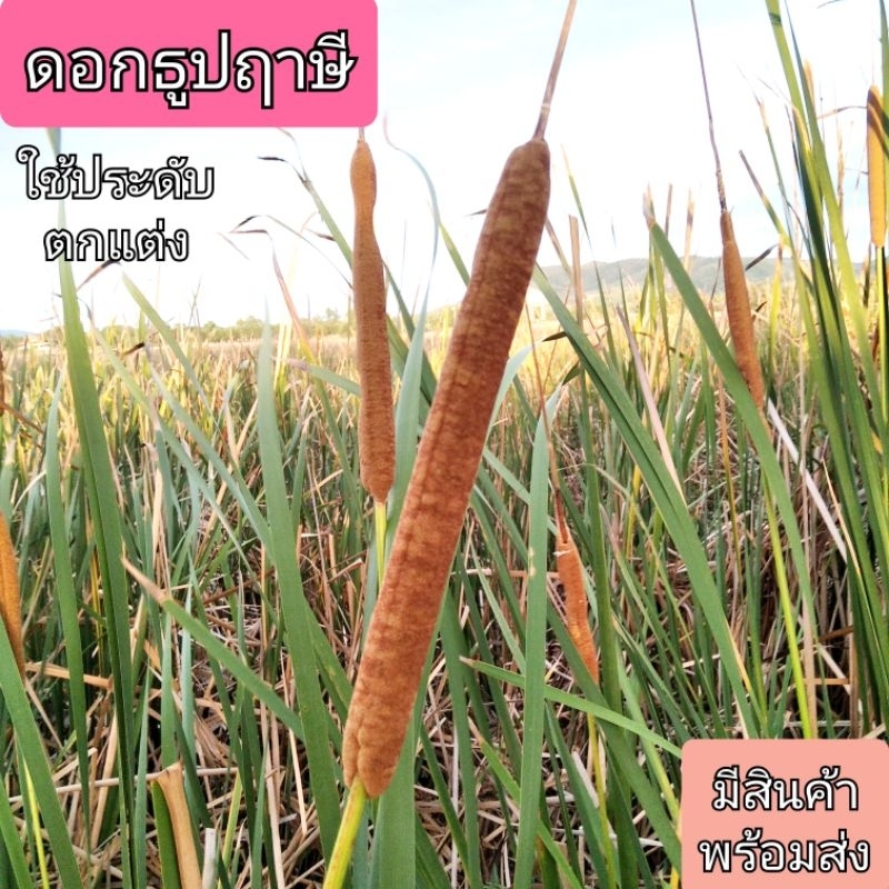 ดอกธูปฤาษี 10ดอกและ20ดอก คัดสวย ตัดสด พร้อมส่ง | Shopee Thailand