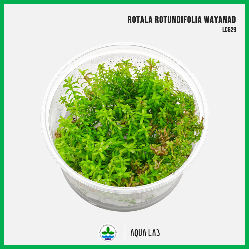 [APC] Rotala rotundifolia wayanad (โรทาล่าวายานาด) [ไม้น้ำ - Aquatic ...