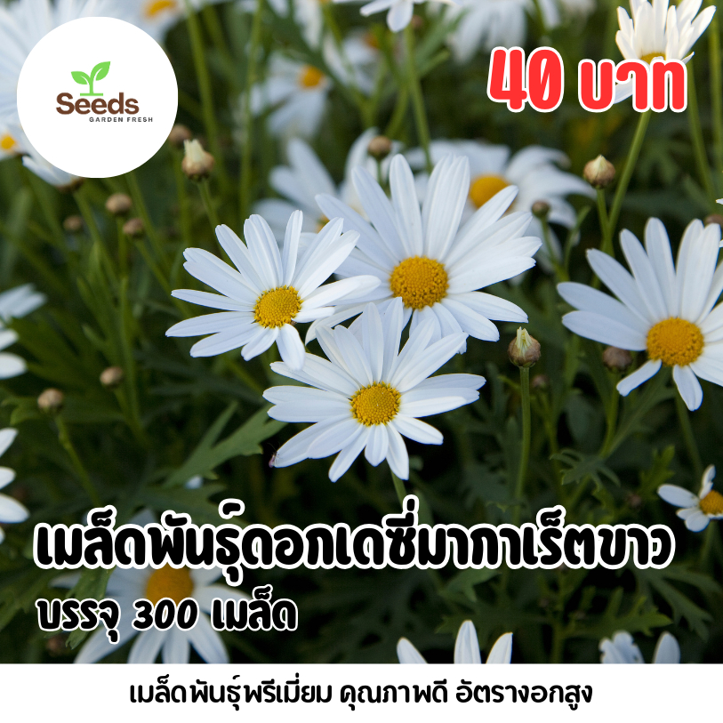 เมล็ดพันธุ์ เดซี่มากาเร็ตสีขาว บรรจุ 300 เมล็ด/ซอง [Seeds Garden Fresh ...