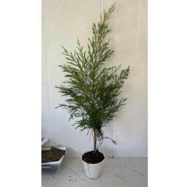 ต้นทรีทีออยล์ Tree tea oil ใบมีกลิ่นหอม กระถาง5นิ้ว 35 cmและต้นใหญ่ 160 ...