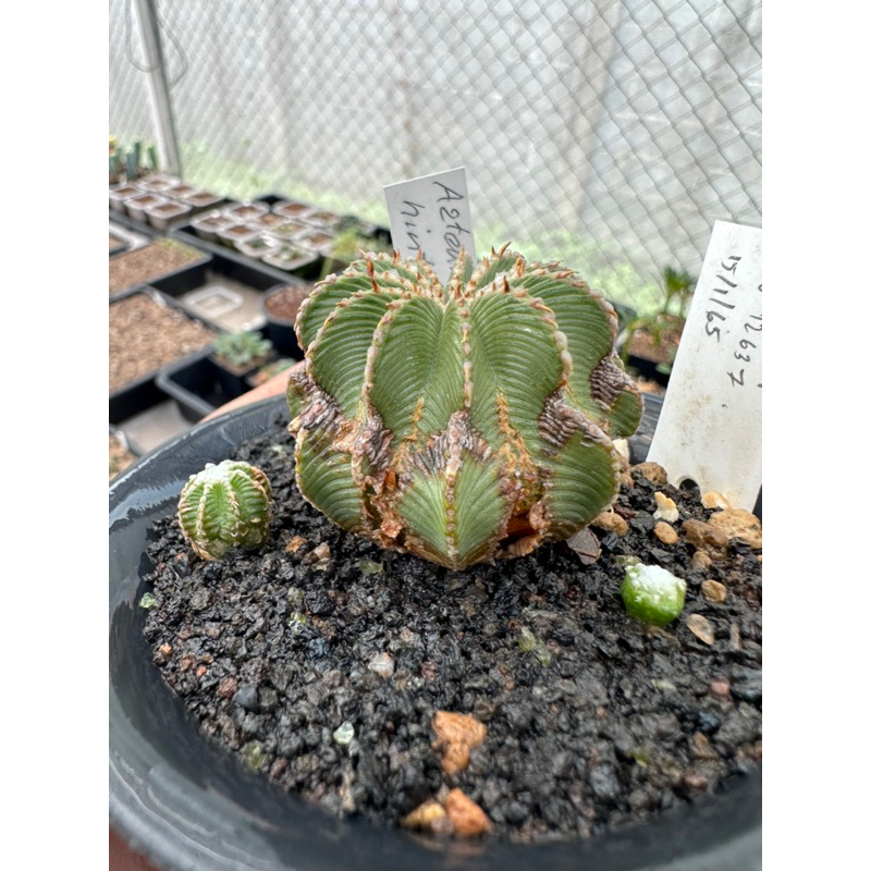 Aztekium hintonii ไม้เมล็ดนำเข้า แถมลูกข้างๆ1ต้น | Shopee Thailand
