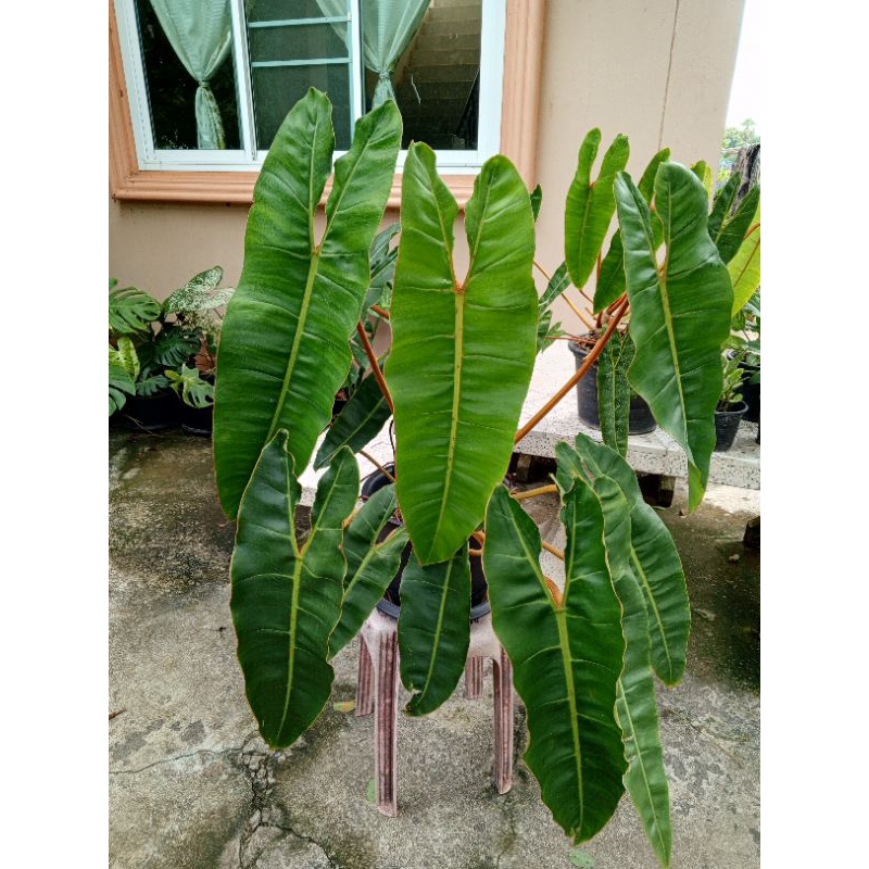 ฟิโลเดนดรอนก้านส้ม Philodendron billietiae Croat ใบใหญ่มากก ต้นแข็งแรง