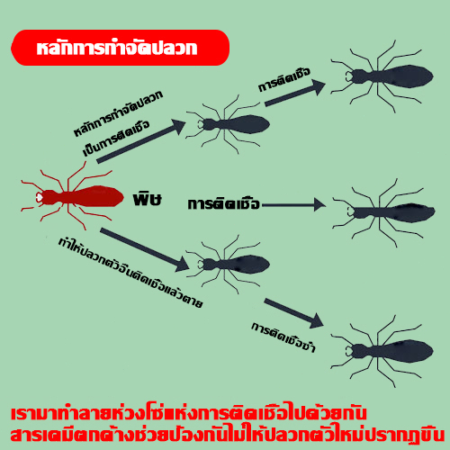 ฆ่าปลวกภายในหนึ่งพันเมตร-ยากำจัดปลวก-300mlกำจัดปลวกตายยกรัง-ได้ผล-100-เหยื่อกำจัดปลวก-กำจัดปลวกยกรัง-กำจัดปลวก