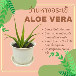 ว่านหางจระเข้ หางตะเข้ ไม้ฟอกอากาศ Aloe vera