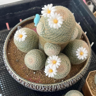 เลนต้า ไซส์ใหญ่ cm Mammillaria Lenta ไม้เมล็ด💯 แคคตัส Craft Cactus🌵🌸 (ส่งถอดกระถาง)