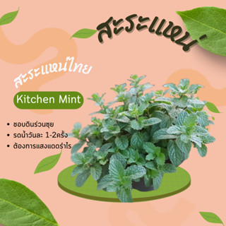 ต้นสะระแหน่ สะระแหน่ไทย Kitchen Mint