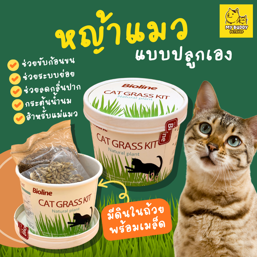 bioline-cat-grass-kit-ชุดปลูกต้นอ่อนข้าวสาลี-ชุดกระปุกหญ้าแมวพร้อมปลูก