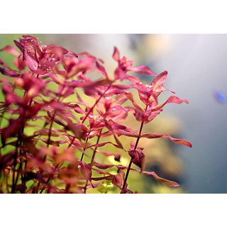 มาครานด้าแดงใบลาย Rotala macrandra variegated