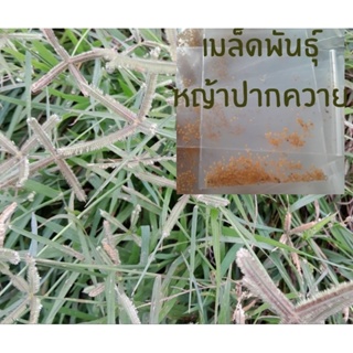 เมล็ดพันธุ์หญ้าปากควาย500เมล็ด