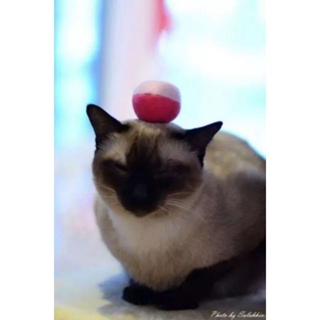 ลูกบอลผ้าแฮนด์เมด​ แมวเล่นสนุกมาก​(ที่วางอยู่บนหัวแมว)​