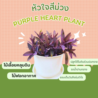 หัวใจสีม่วง ดวงใจม่วง Purple Heart plant