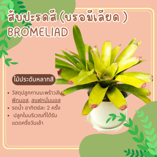 สับปะรดสี หรือบรอมีเลียด (Bromeliad) ไม้ประดับ โตช้า ทนแล้ง