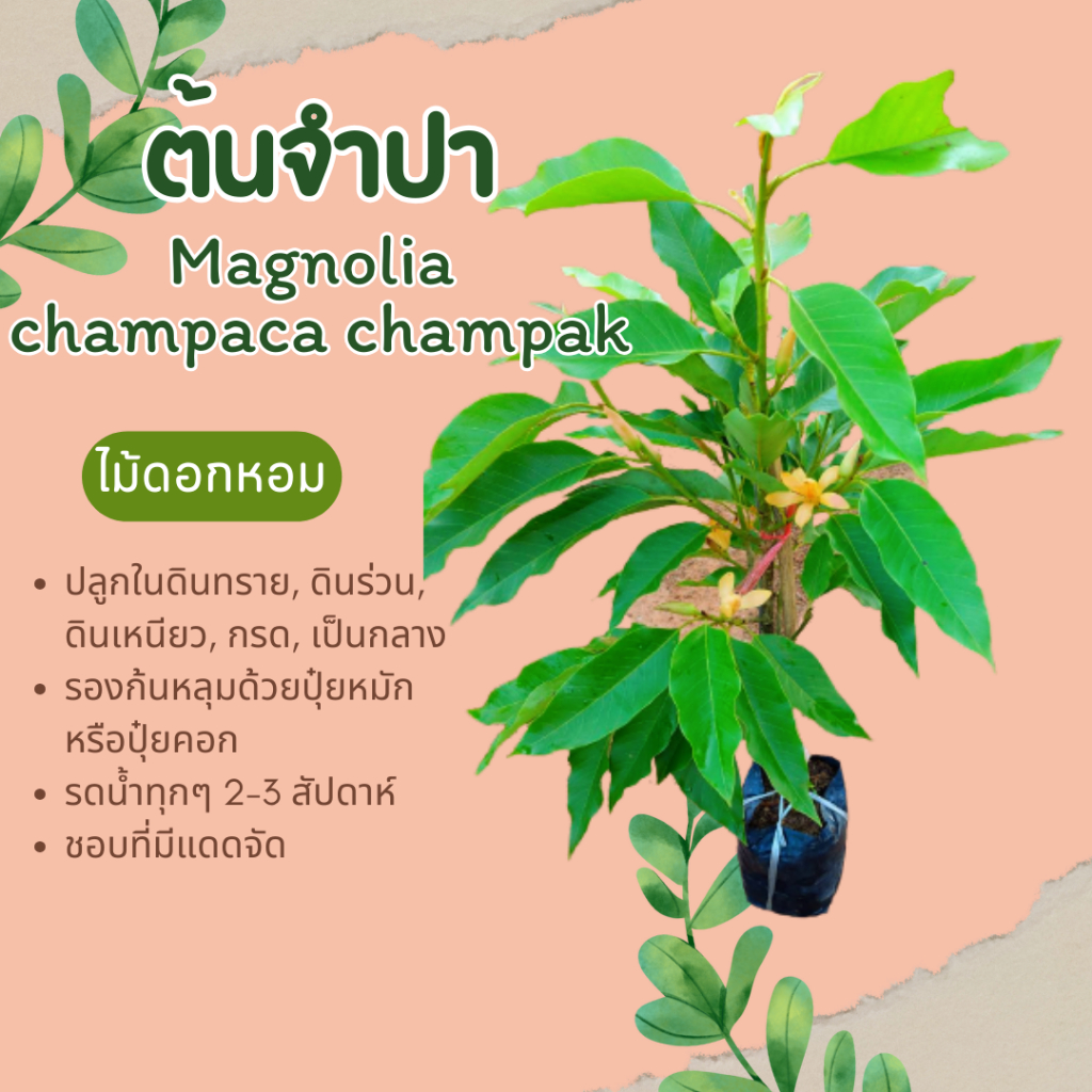 ต้นจำปา-ดอกจำปา-ไม้หอม-ไม้ดอกหอม-ไม้ไทย-magnolia-champaca-champak