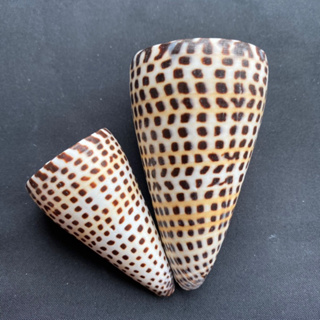 Leopard taro conch Black corn seawater cone snail shell เสือดาวเผือกสังข์ ข้าวโพดดำ หอยโข่งน้ำทะเล