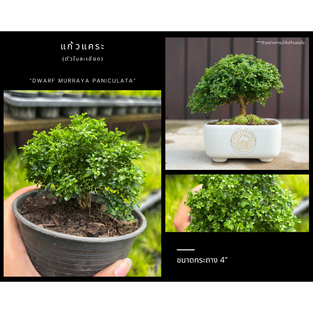 แก้วแคระ ใบละเอียด Dwarf Kamini (Dwarf Murraya Paniculata) ดอกสีขาว บอน ...