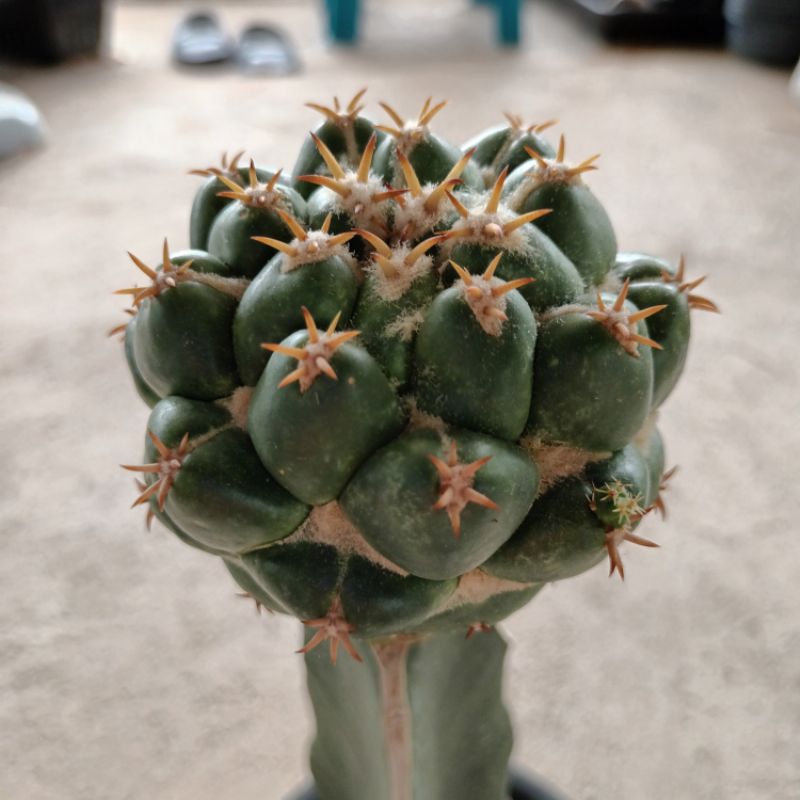 ช้างแคคตัส-coryphantha-elephantidens-ไม้กร๊าฟ