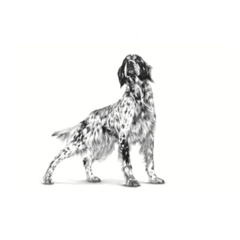 royal-canin-renal-2-kg-อาหารเม็ดสำหรับสุนัขโรคไต