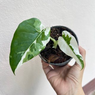 alocasia okinawa silver บอนโอกินาว่าซิลเวอร์ โอกินาว่า ต้นแม่นำเข้าจากญี่ปุ่น ส่งแบบกระถาง 6” ต้นแข็งแรง