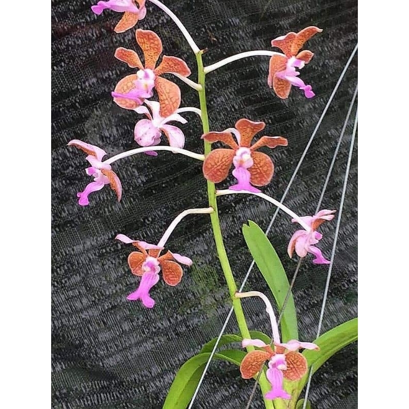 กล้วยไม้เอื้องสามปอยชมพู-vanda-bensonii-batem