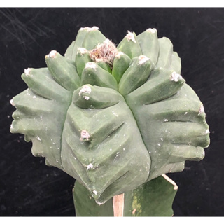 [พร้อมส่ง]🌵 แคคตัส มาริโอ กิ๊กโก๊ะ Astrophytum myriostigma kikko cactus ไม้กราฟ จำนวน 1 ต้น