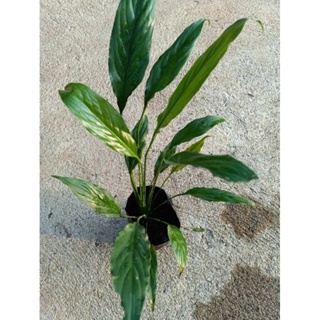 ต้นเดหลี ลอตใหม่ฟอร์มสวย ใส่ถุงดำ ( เดหลีใบมัน / เดหลีแคระ / peace lily ) 999garden