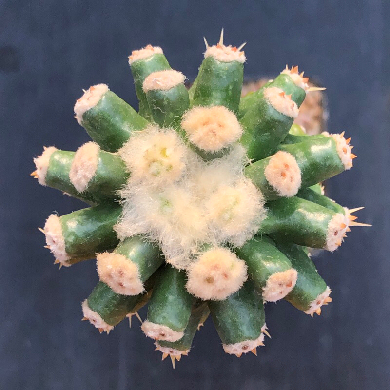 พร้อมส่ง-แคคตัส-ถังทอง-หนามกุด-echinocactus-grusonii-var-subintermis-cactus-ไม้กราฟ-จำนวน-1-ต้น