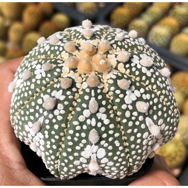 wowww-สวยละลาย-astrophytum-asterias-miracle-x-nohakuten-มิราเคิลลายขาวสวย-ทรงดีมากก