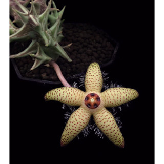 Orbea maculata ssp. maculata ***กิ่งเด็ดสด 1 กิ่ง***