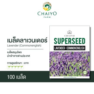 เมล็ด Lavender (Common English) ลาเวนเดอร์