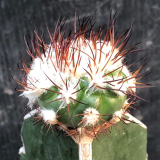 [พร้อมส่ง]🌵 แคคตัส ดิสโก้ เฟอร์ริโคลา discocactus ferricola cactus ไม้กราฟ จำนวน 1 ต้น