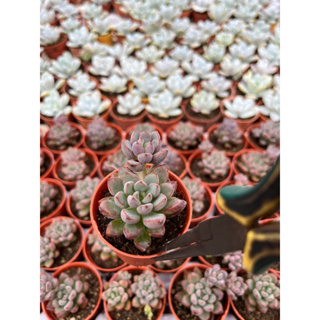 Succulents Sedum สีม่วงดอกสีขาวน่ารัก