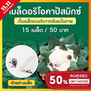 เมล็ดแคคตัส อริโอคาร์ปัสมิกซ์ ชุดล่ะ 15 เมล็ด ( Ariocarpus Mix)