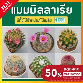 แคคตัส แมมมิลลาเรีย ราคาถูก (Mammillaria) พร้อมส่ง!!